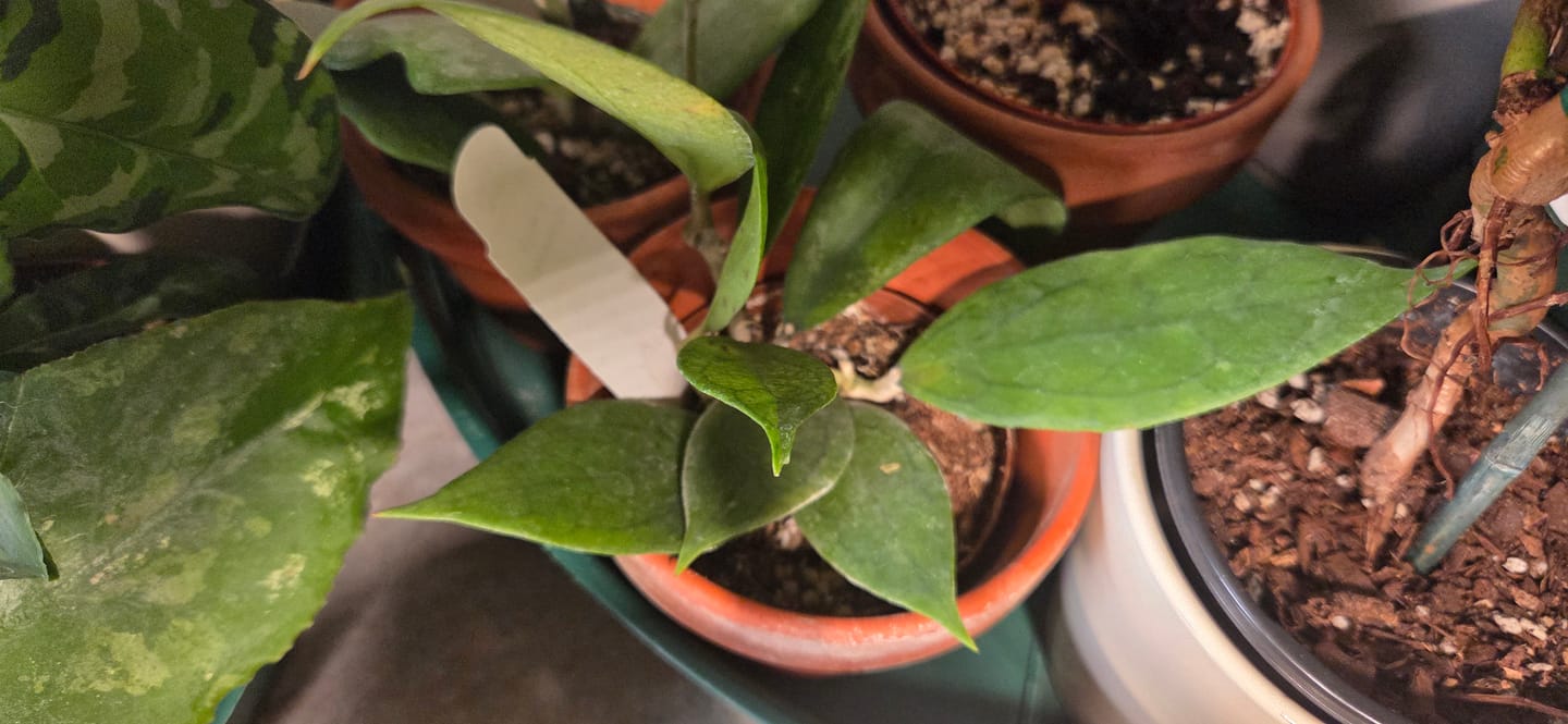Customer photo review of Hoya vitellinoides