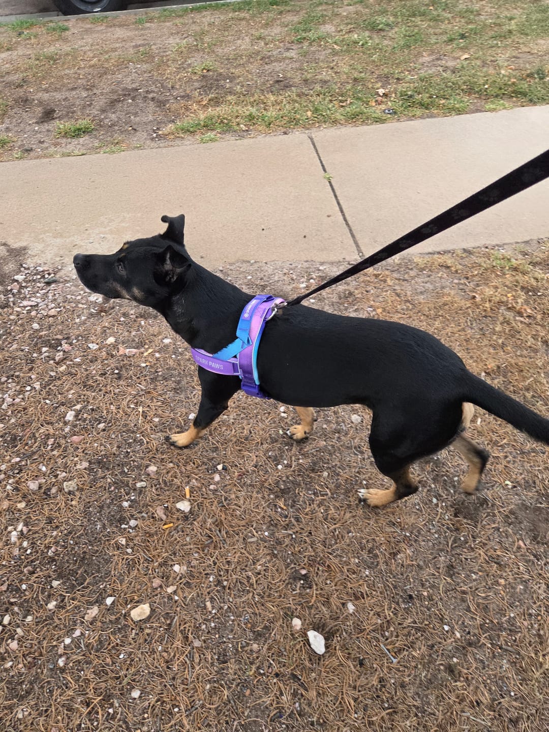 Customer photo review of Grab & Go Harness