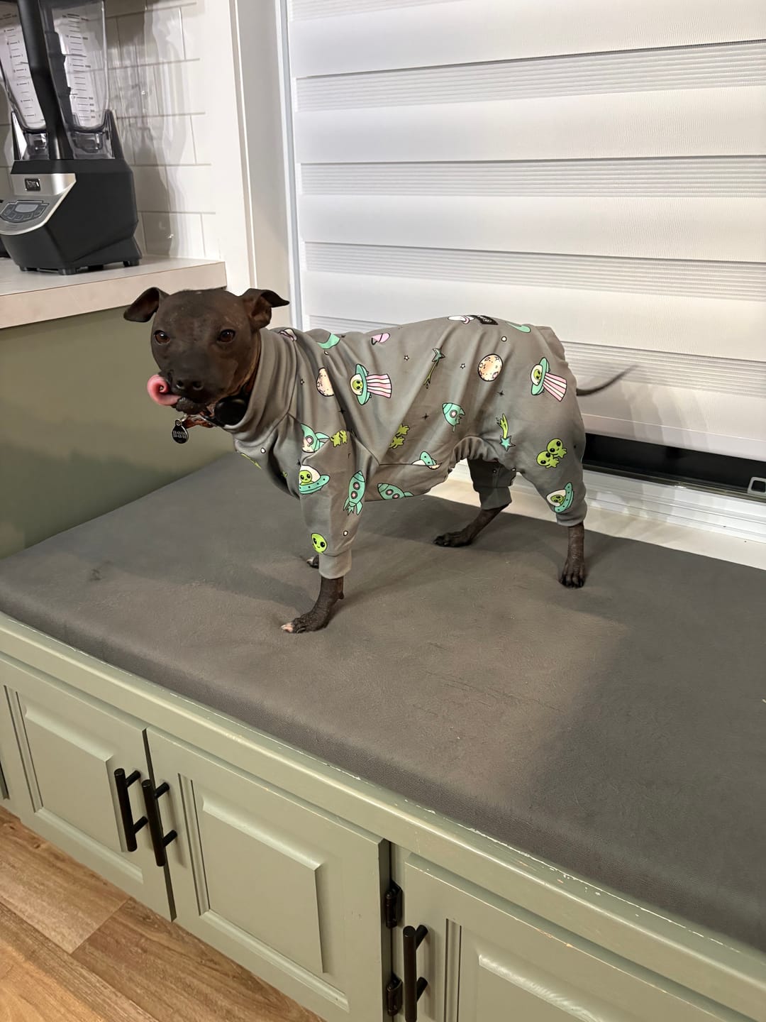 Customer photo review of Dog Pajama - Alien
