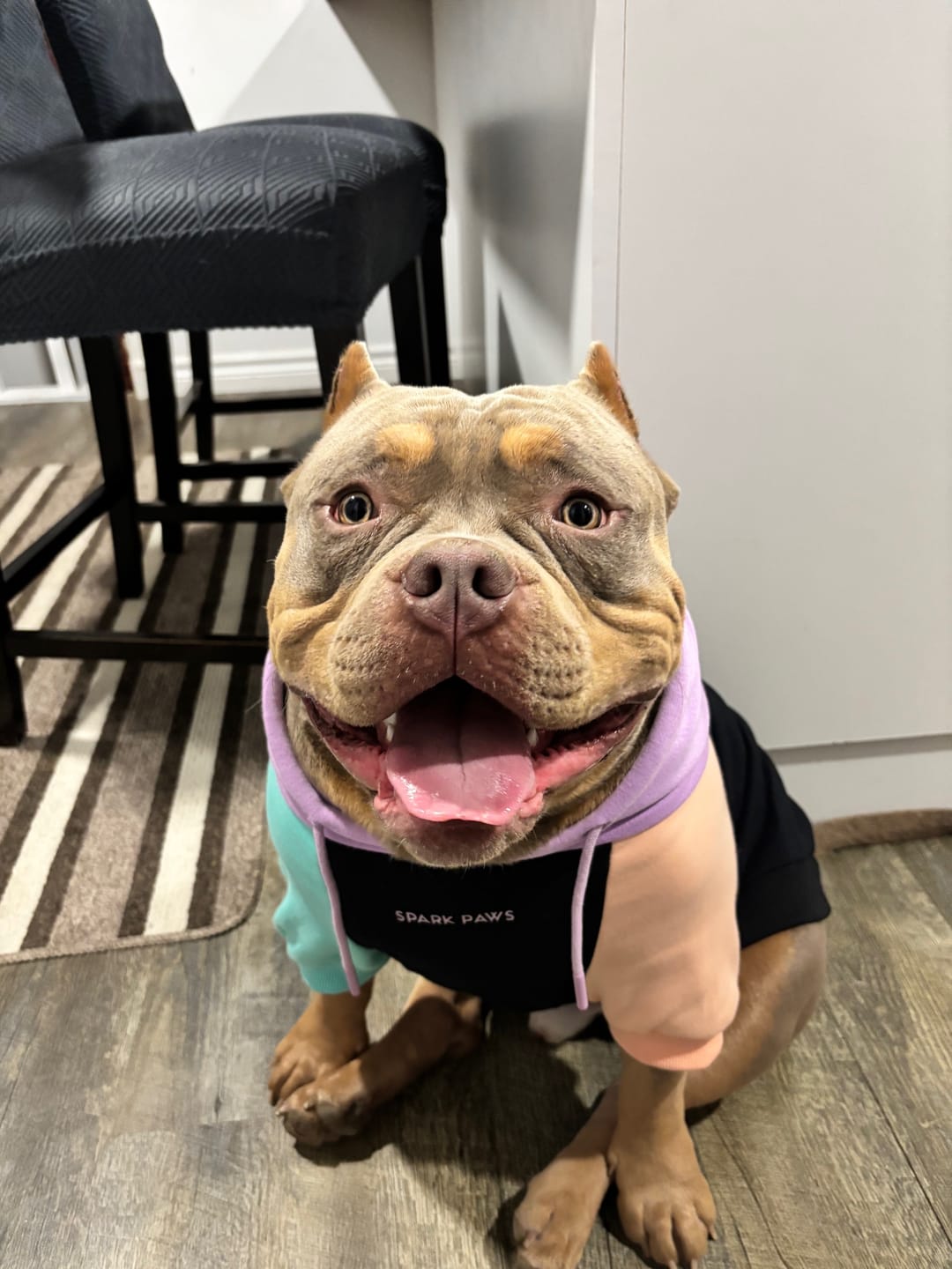 Customer photo review of Color Block Dog Hoodies