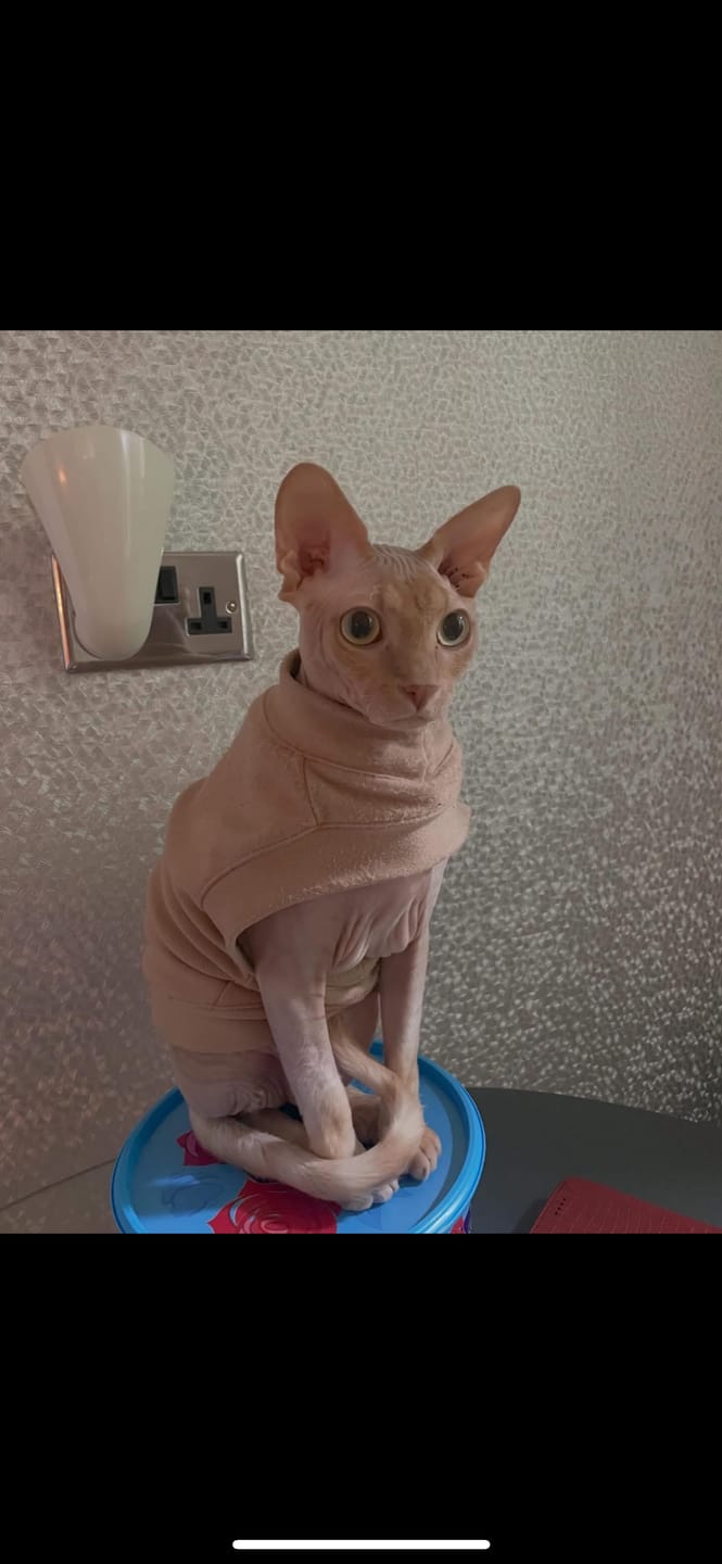 Customer photo review of Fit Litter