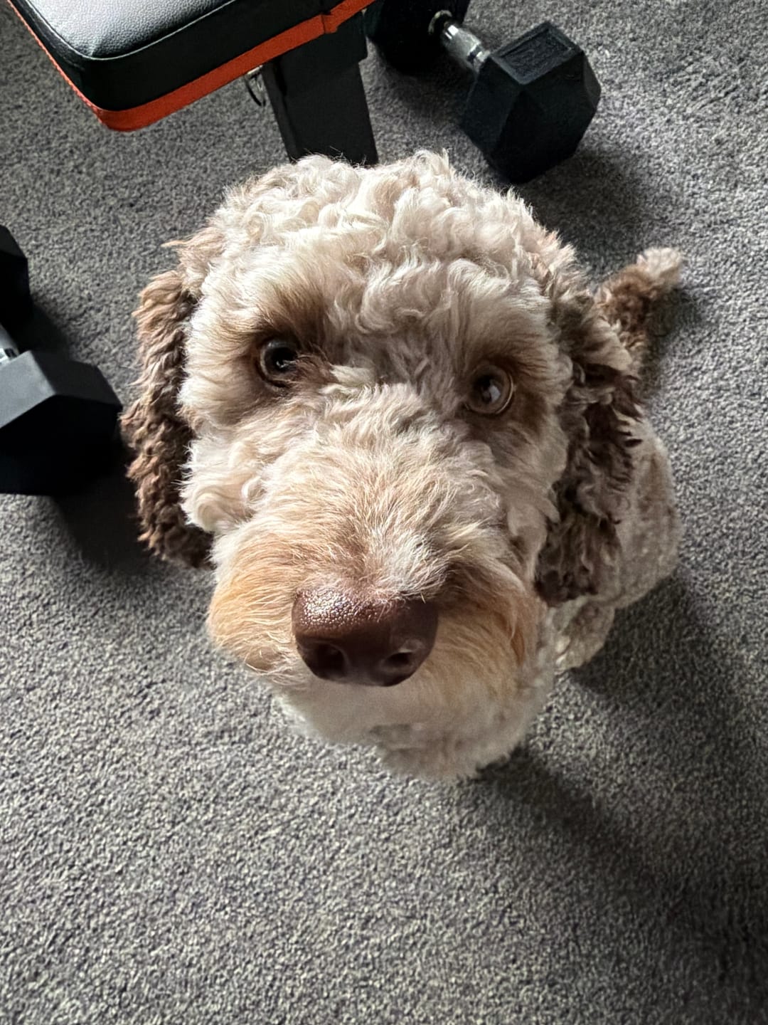 Customer photo review of Dog Dock V2 New & Improved ISO Fix