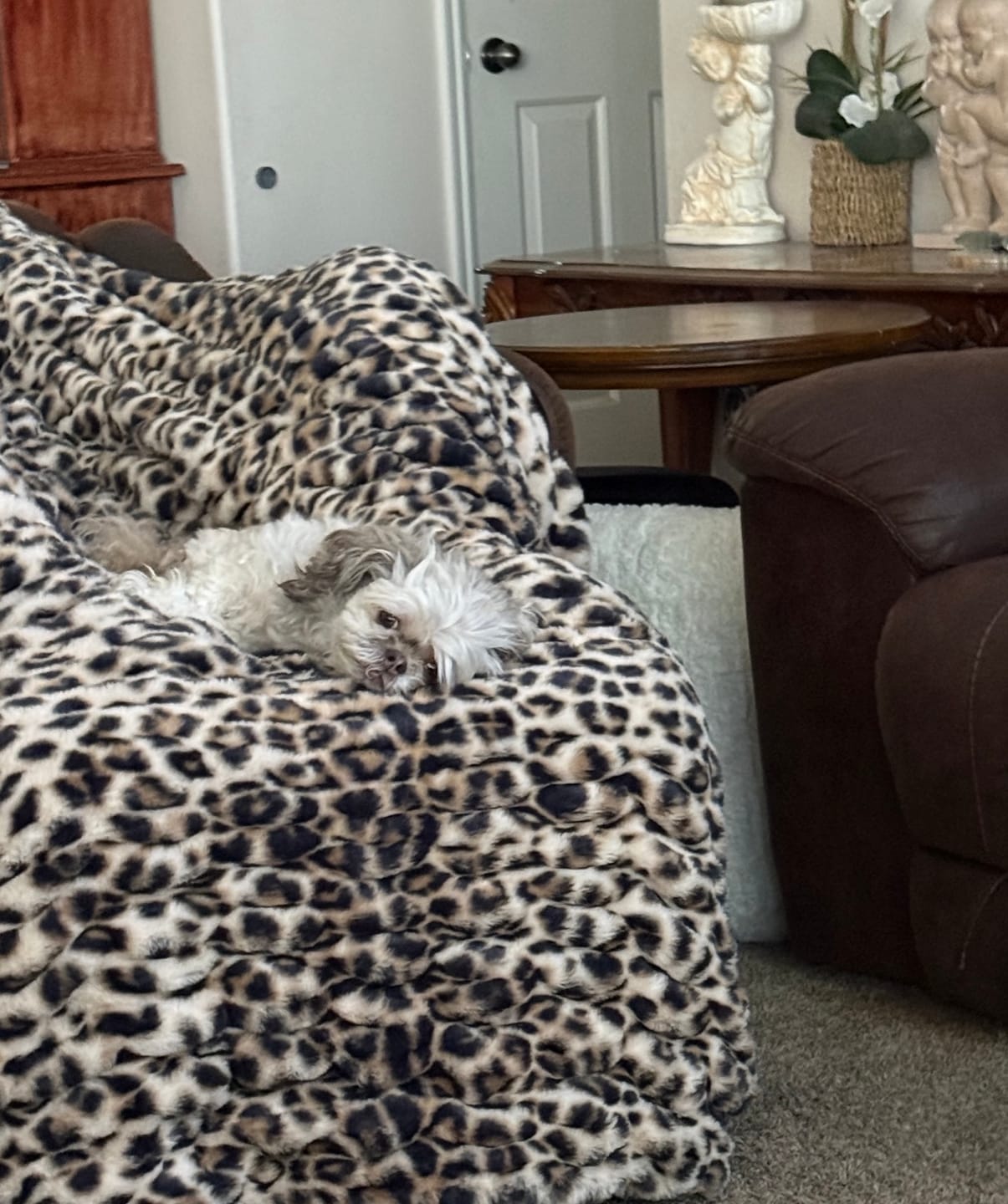 Customer photo review of Hugs Golden Leopard Blanket