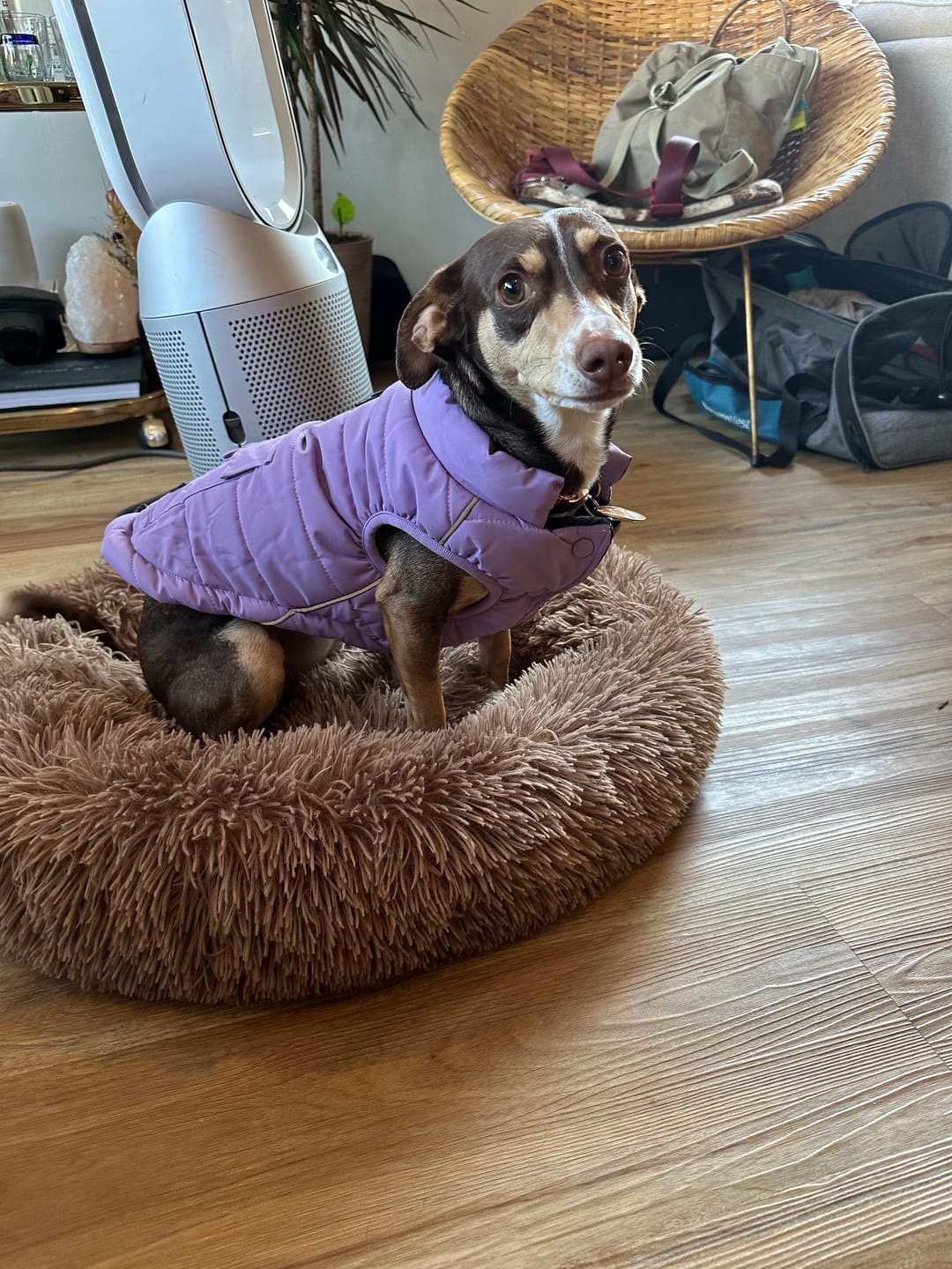 Customer photo review of WarmShield Water-Resistant Jacket - Lilac