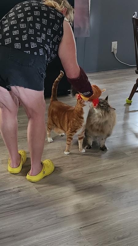 Customer photo review of Boxing Buddies Cat Toy