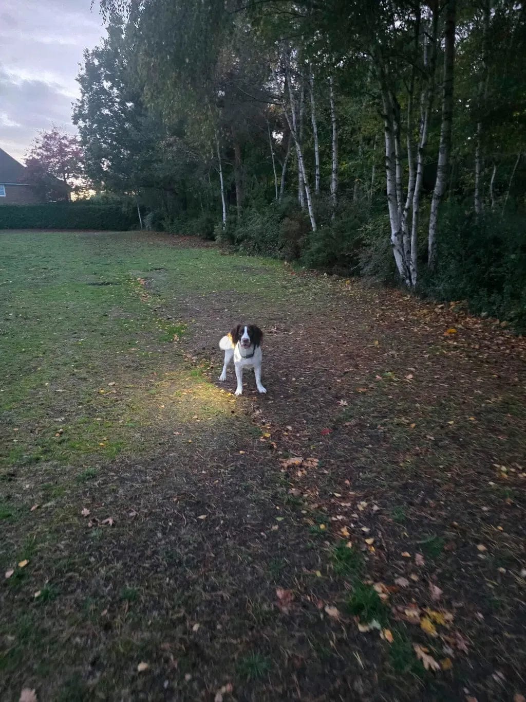 Customer photo review of LumiLight Lampe 230°