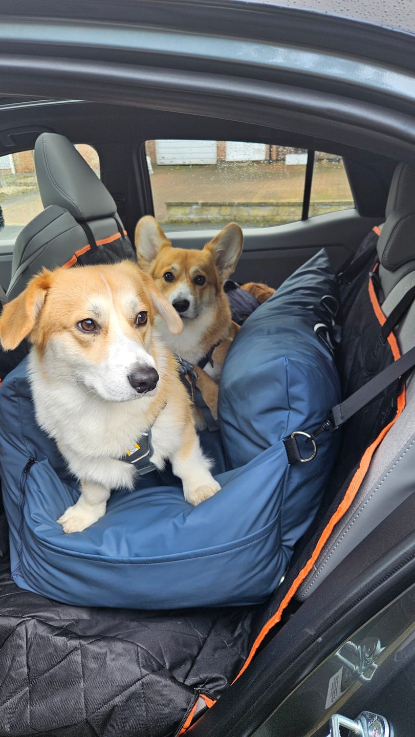 Customer photo review of Dog Dock V2 New & Improved ISO Fix