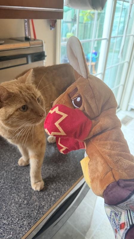Customer photo review of Boxing Buddies Cat Toy