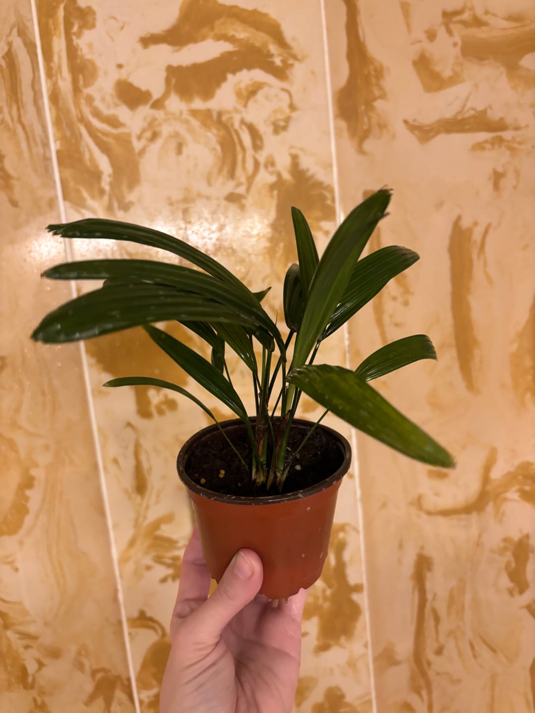 Customer photo review of Rhapis excelsa "Lady Palm"