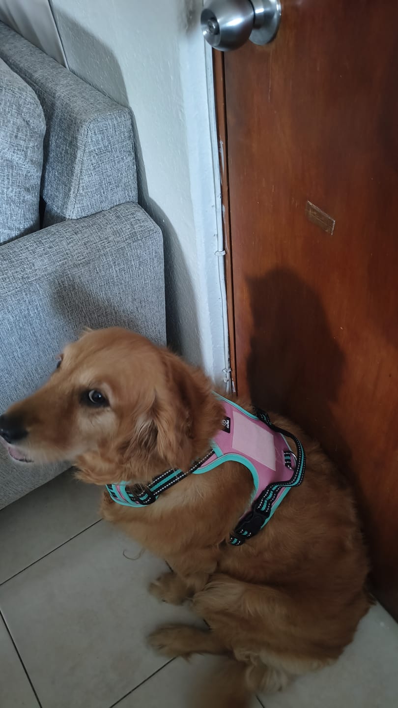 Customer photo review of CT3614 1 Pieza De Pechera Con Correa Para Mascota