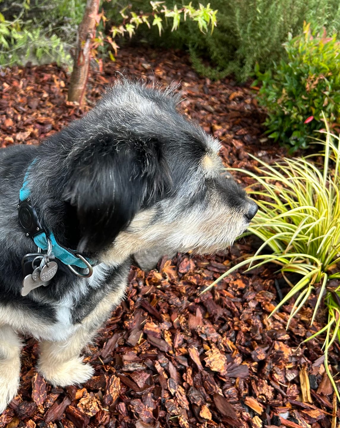 Customer photo review of Rechargeable Smart Tag