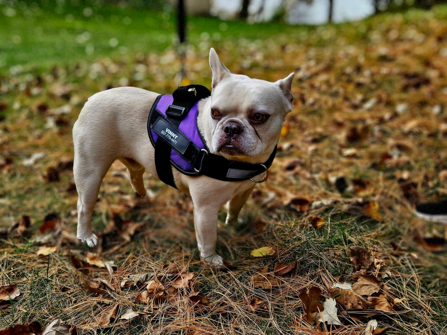 Customer photo review of Dogshood ™ No Pull Harness