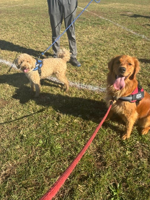 Customer photo review of Dogshood ™ No Pull Harness
