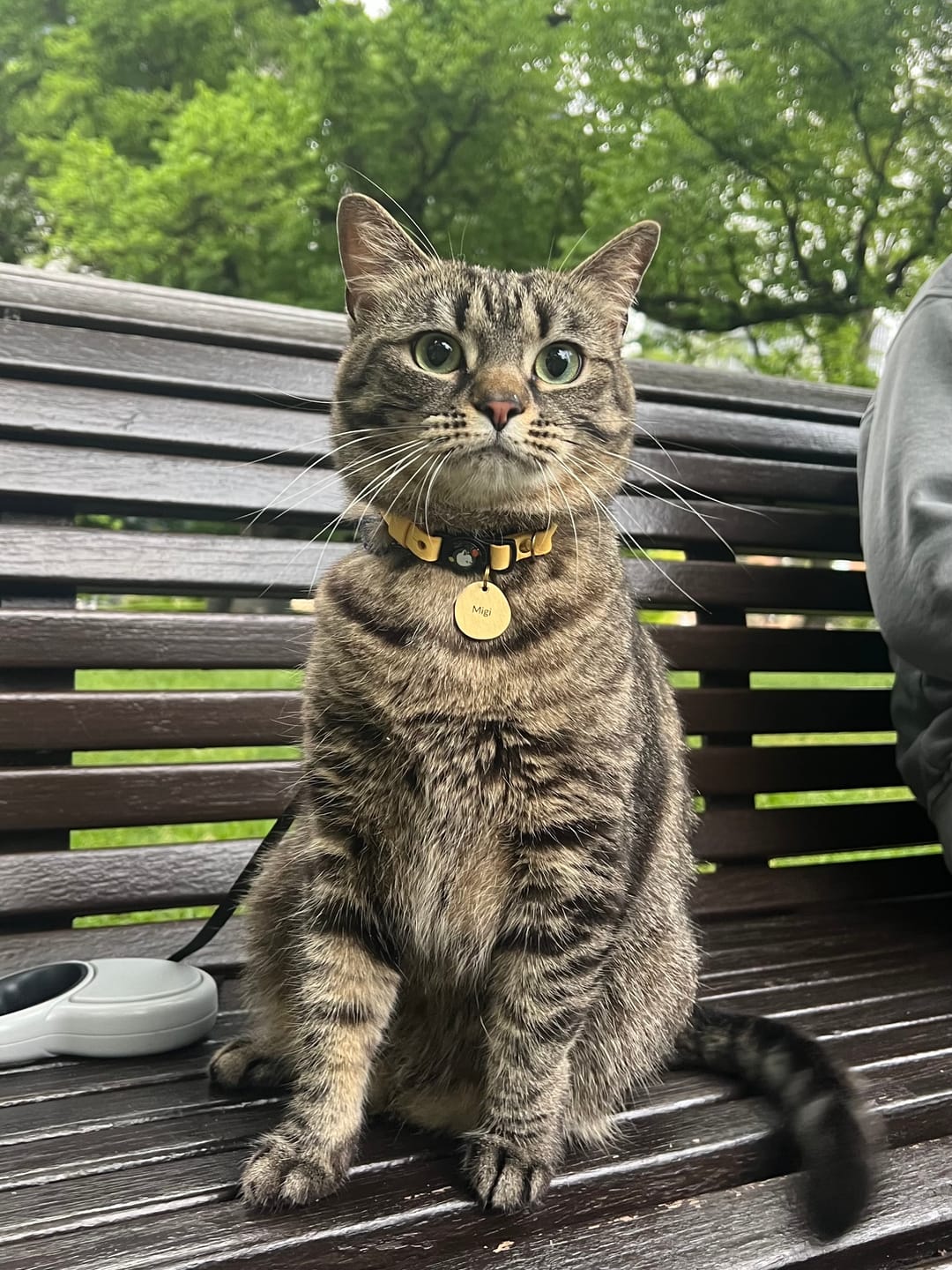 Customer photo review of Handmade Leather Collar - Butter