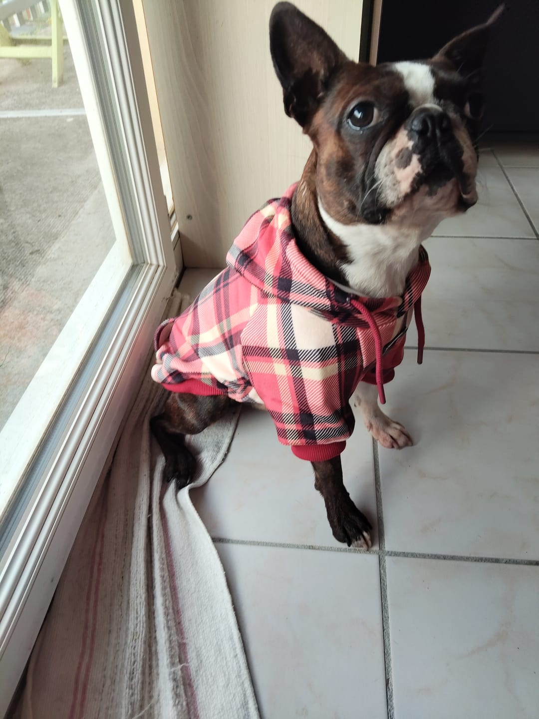 Customer photo review of Plaid Dog Hoodies