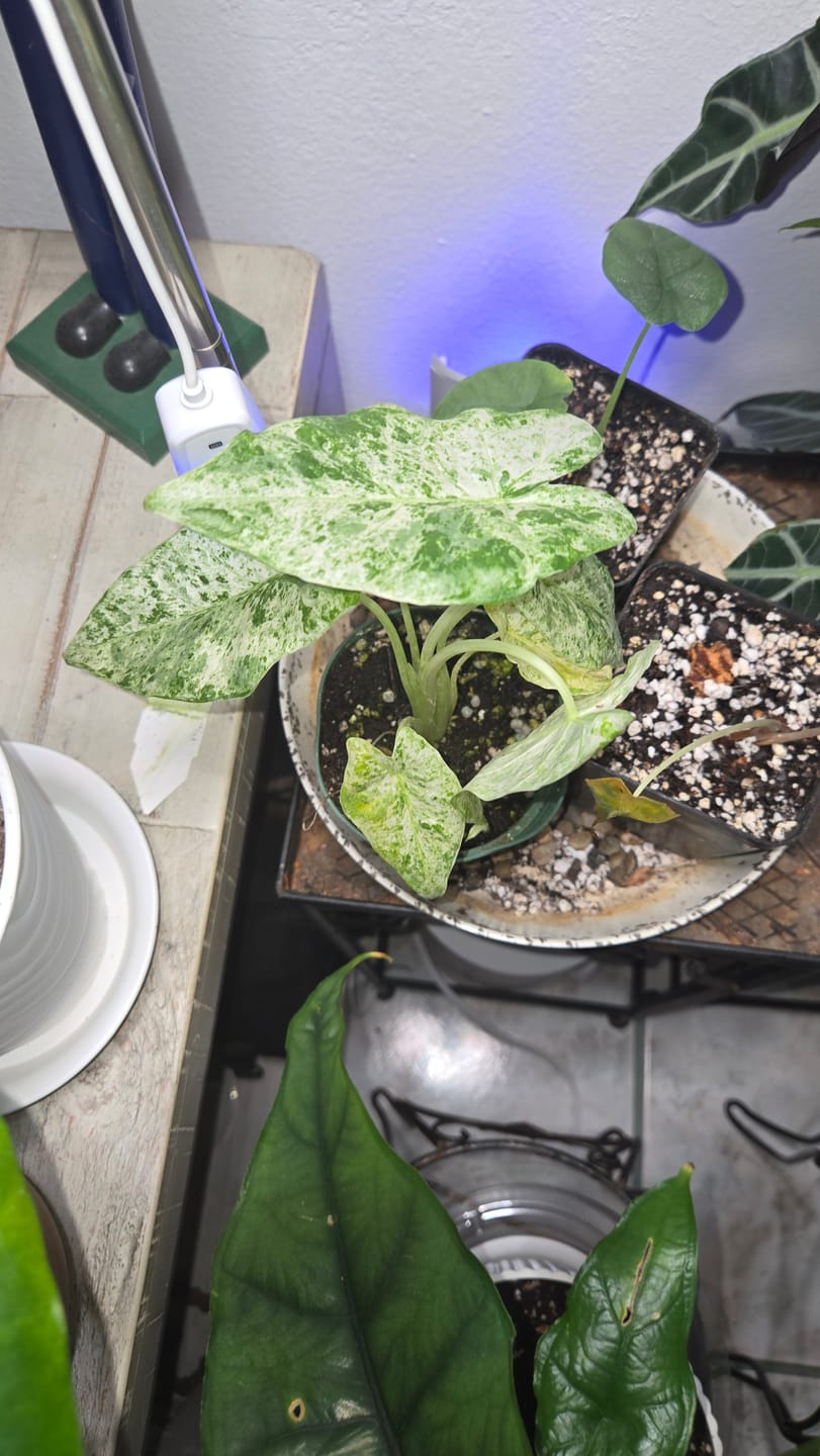 Customer photo review of Alocasia odora 'Batik'