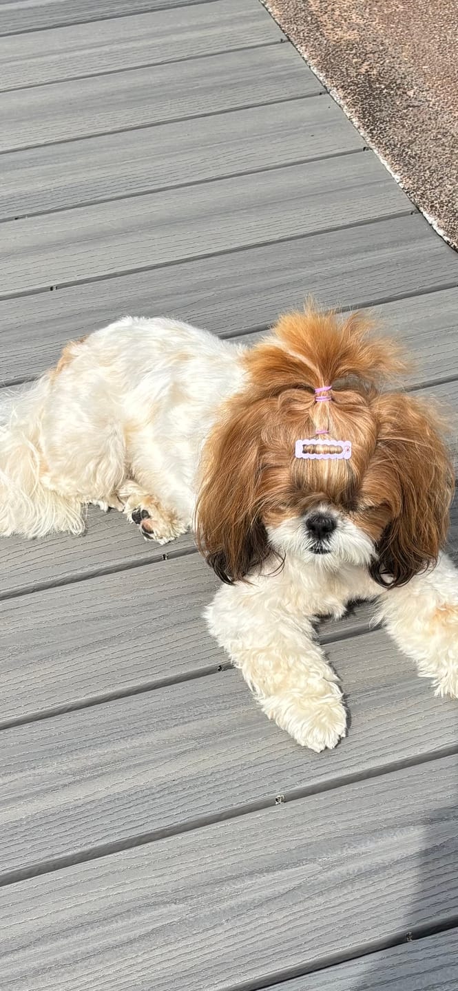 Customer photo review of Simparica TRIO - Triple Protection for Dogs in One Tasty Monthly Chew