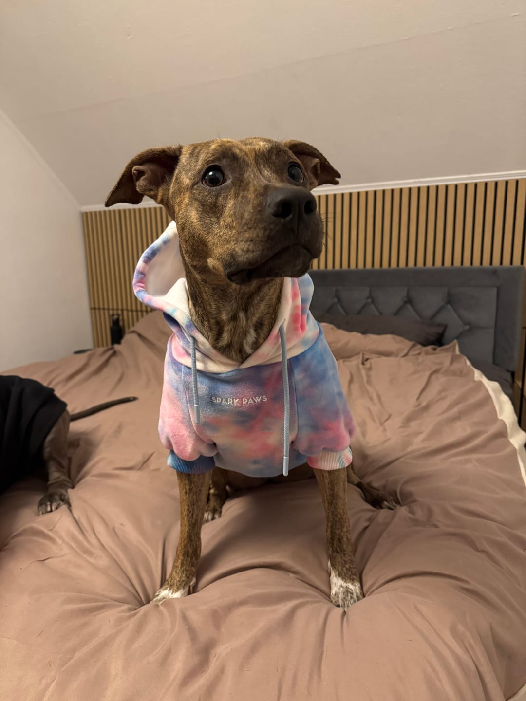 Customer photo review of Velvet Dog Hoodie - Snow Cone