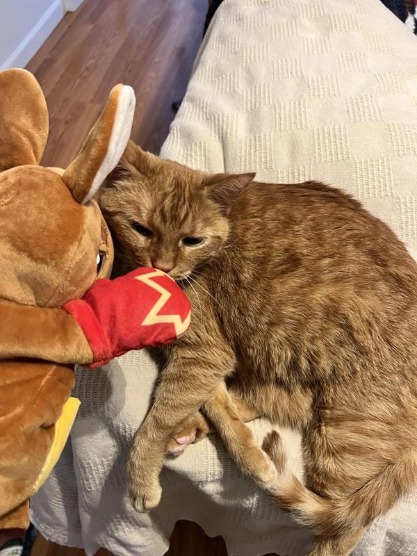 Customer photo review of Boxing Buddies Cat Toy
