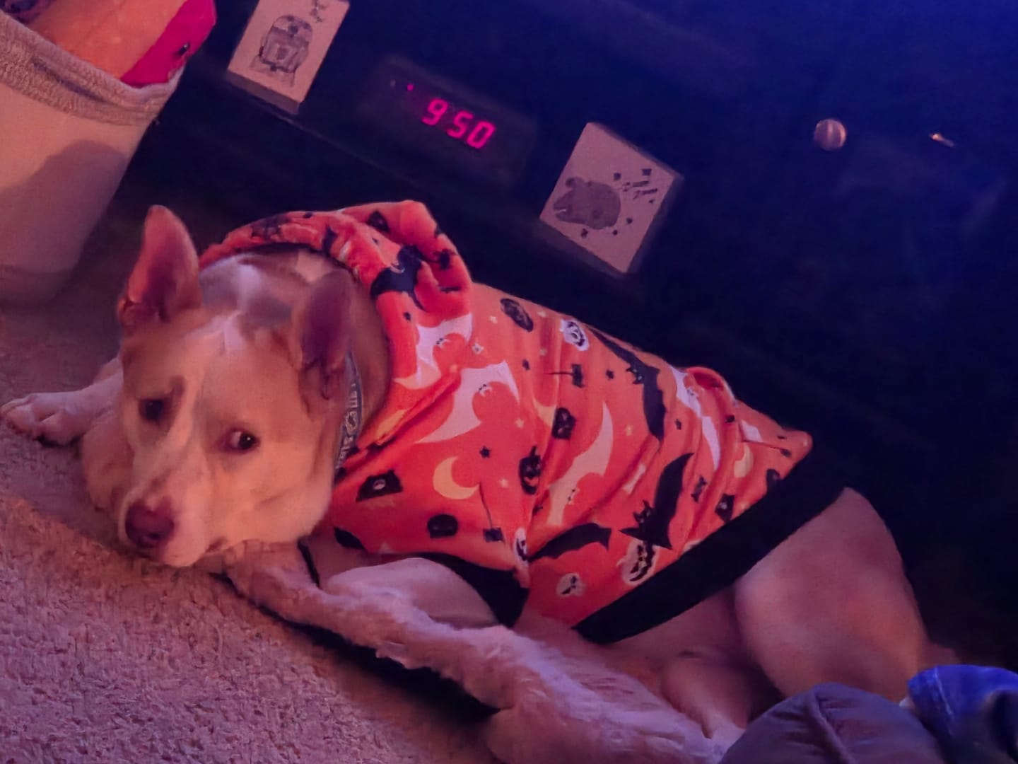 Customer photo review of Calming Fluffy Couch Cover Dog Bed - Pink