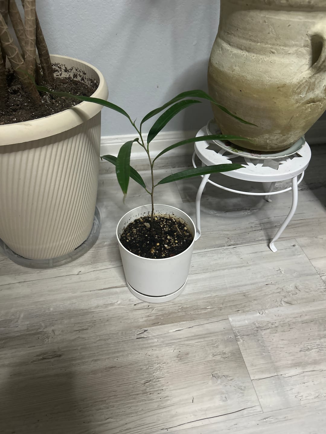 Customer photo review of Ficus maclellandii 'Alii'