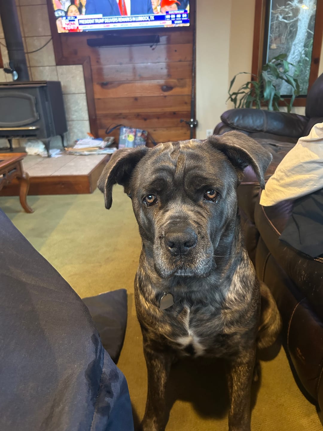 Customer photo review of Bravecto Chew for Dogs - Long-Lasting Flea & Tick Protection