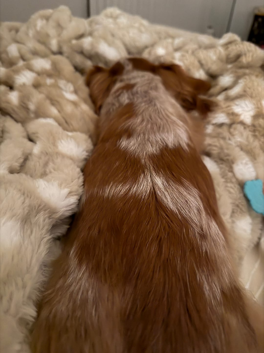 Customer photo review of Hugs Antelope Blanket