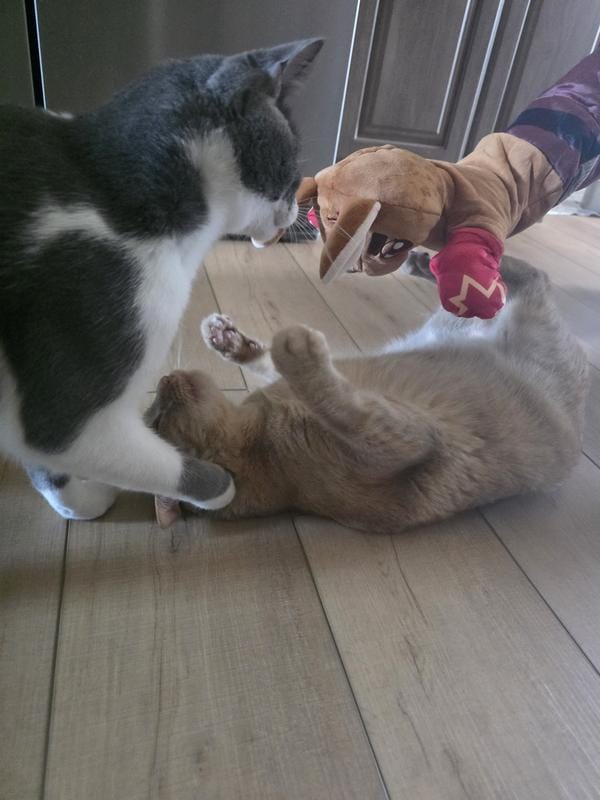 Customer photo review of Boxing Buddies Cat Toy