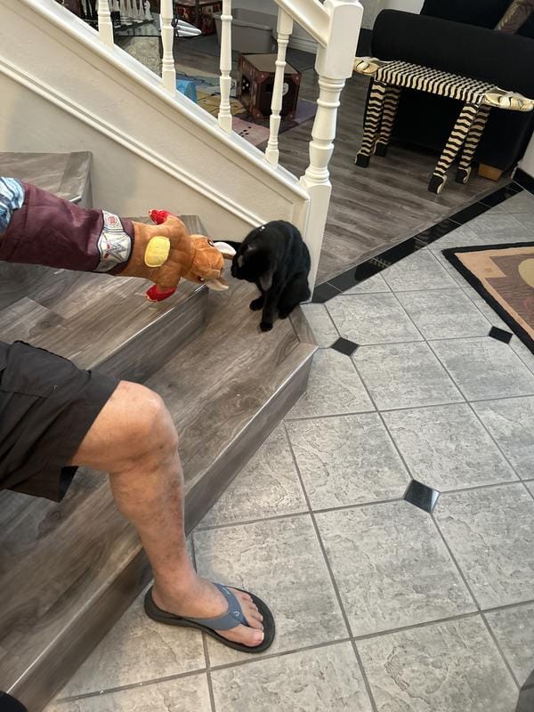 Customer photo review of Boxing Buddies Cat Toy
