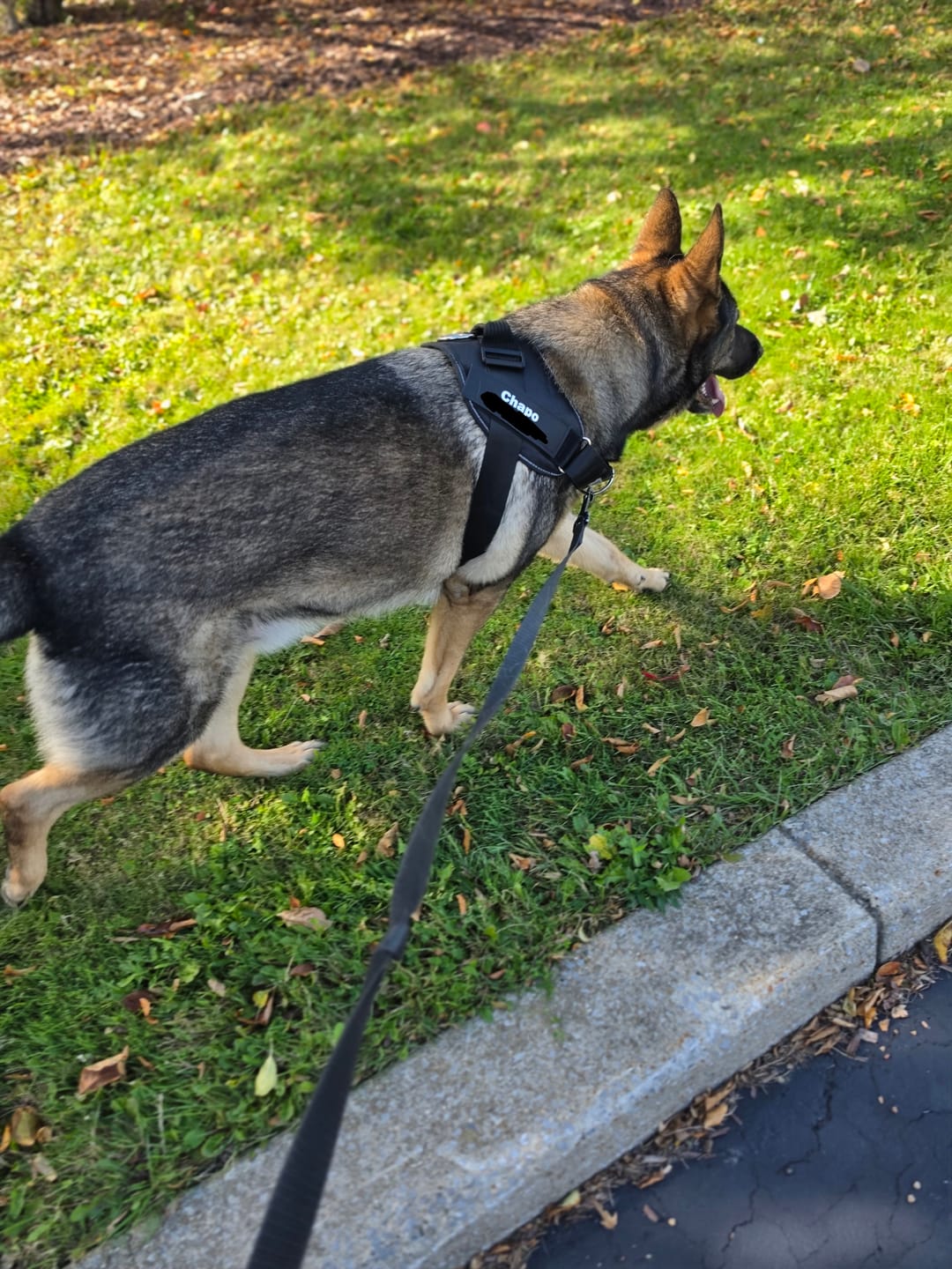 Customer photo review of Dogshood ™ No Pull Harness