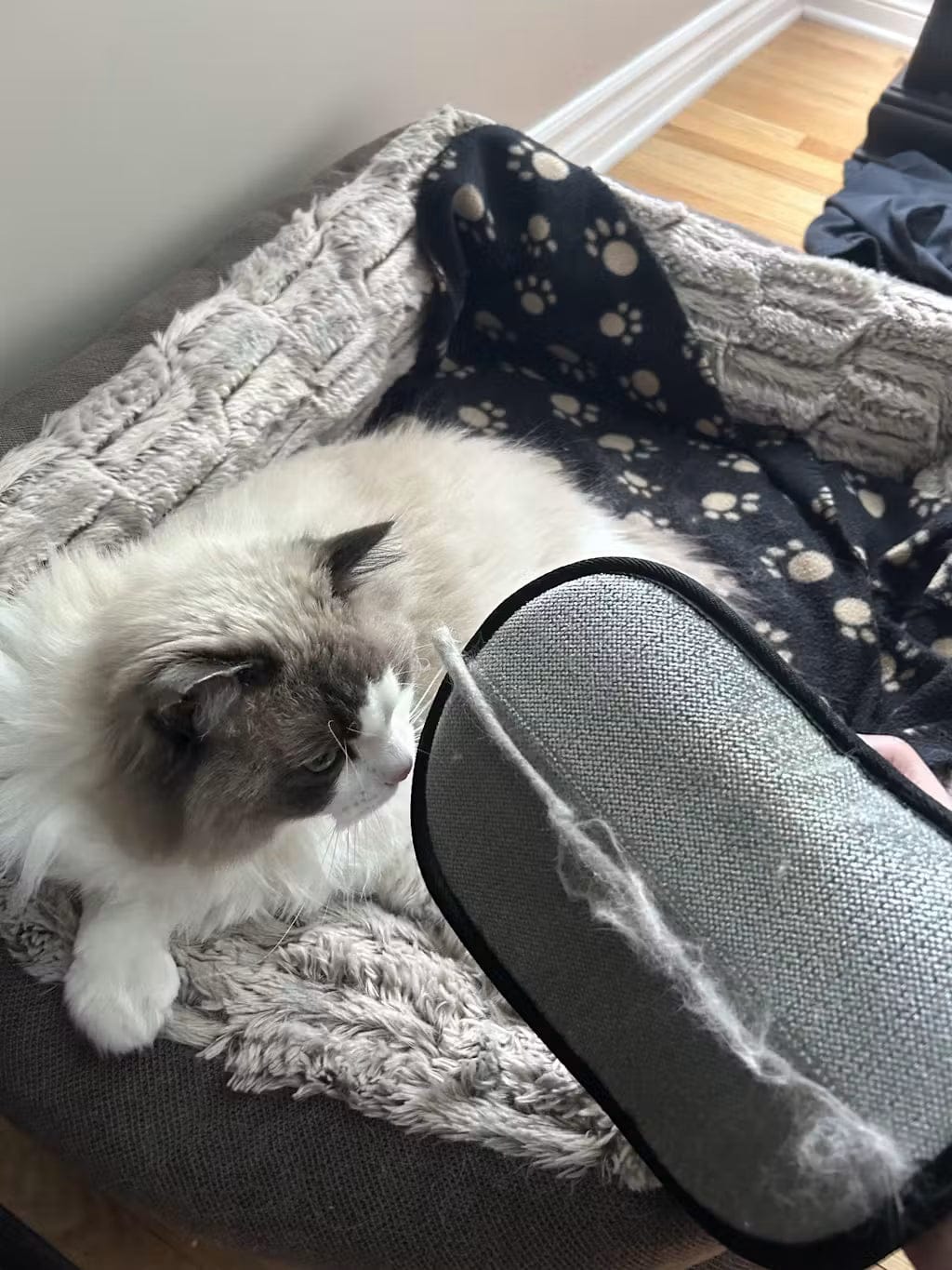 Customer photo review of Manopla Quitapelos Reutilizable para Mascotas