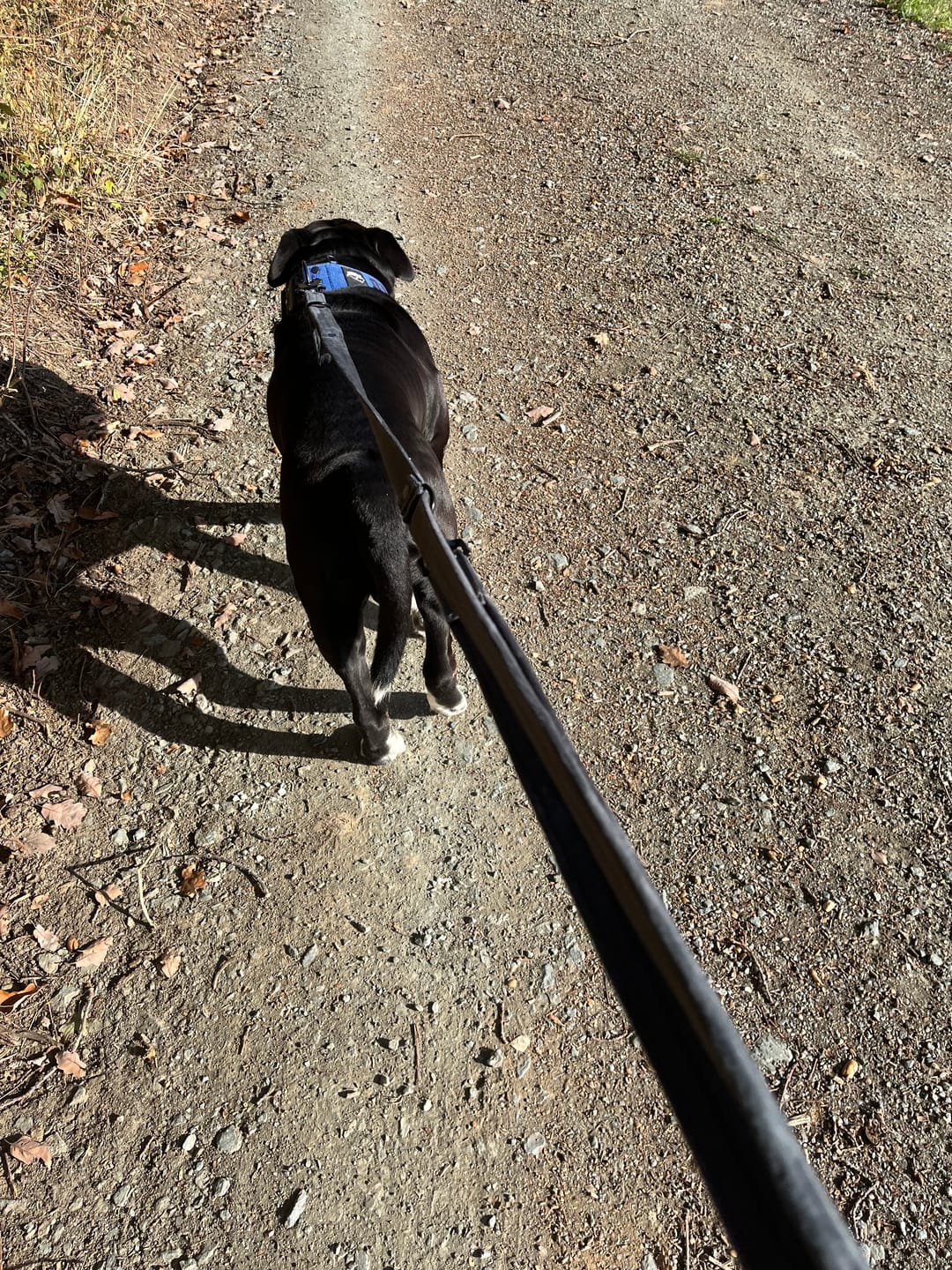 Customer photo review of Multi Guard Leash Black Edition Dark Grey