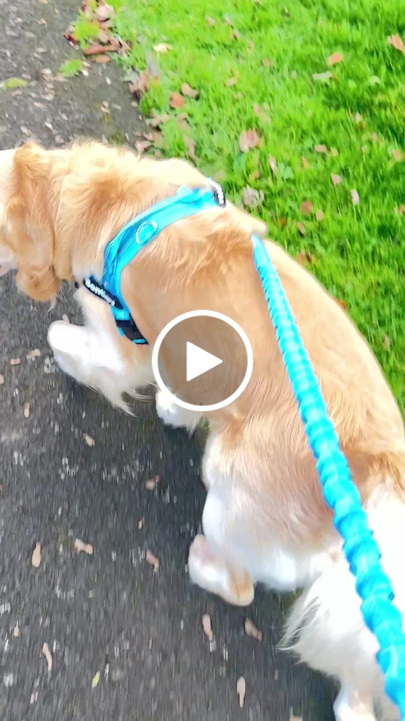 Customer video review of ParoPet No Pull Dog Harness