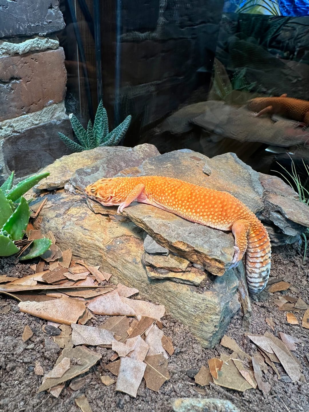 Customer photo review of Female Mandarin Inferno Emerine Jungle