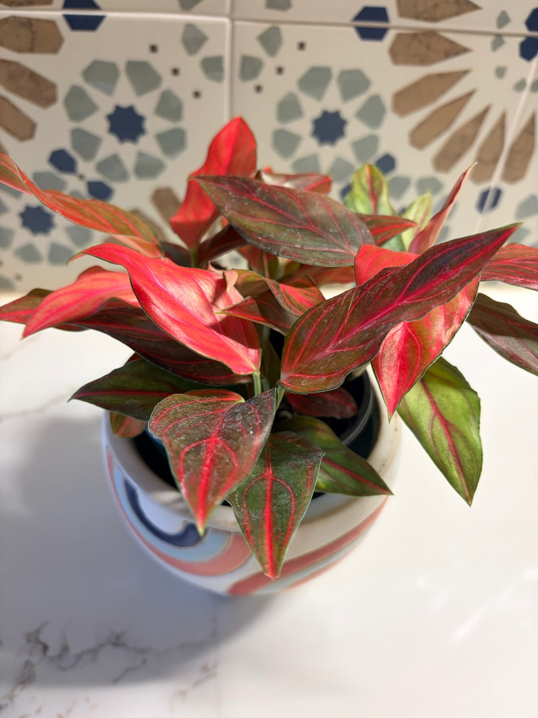 Customer photo review of Aglaonema 'Red Vein'
