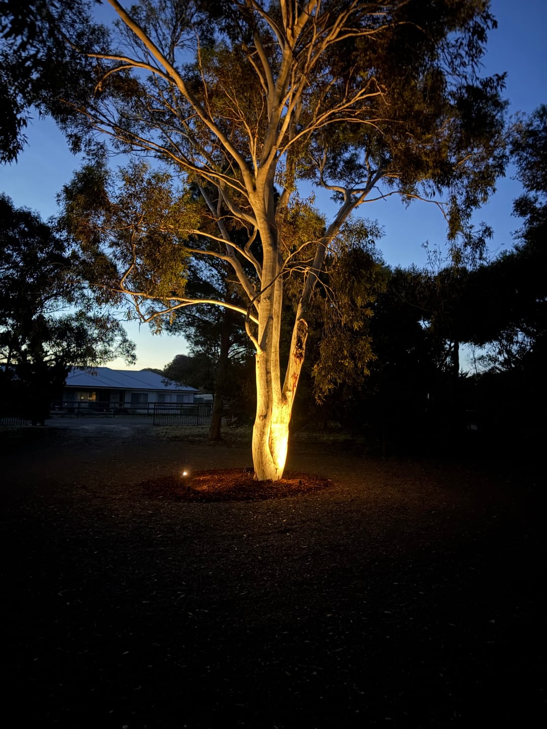 Customer photo review of GardenBrite™ Solar Spotlight Pack
