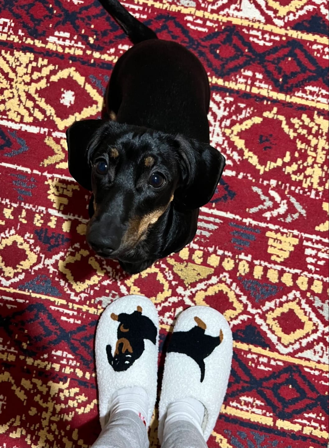 Customer photo review of Women's Dachshund Plush House Slippers, Warm Indoor Slides
