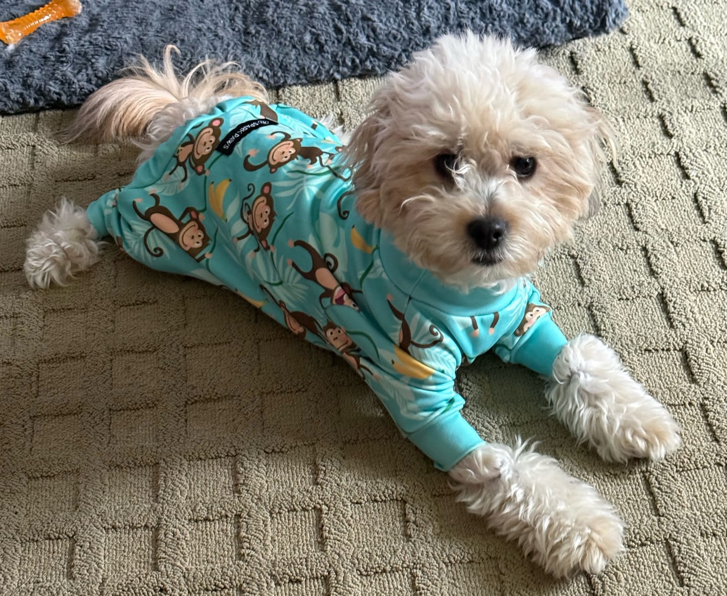 Customer photo review of Dog Pajama - Monkey Business