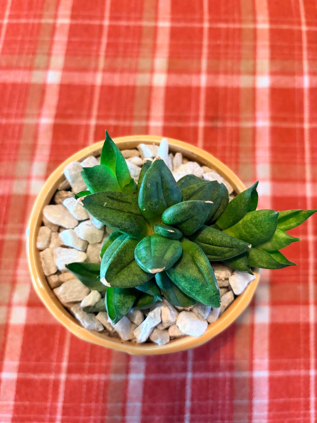Customer photo review of Sansevieria 'Pyramid'