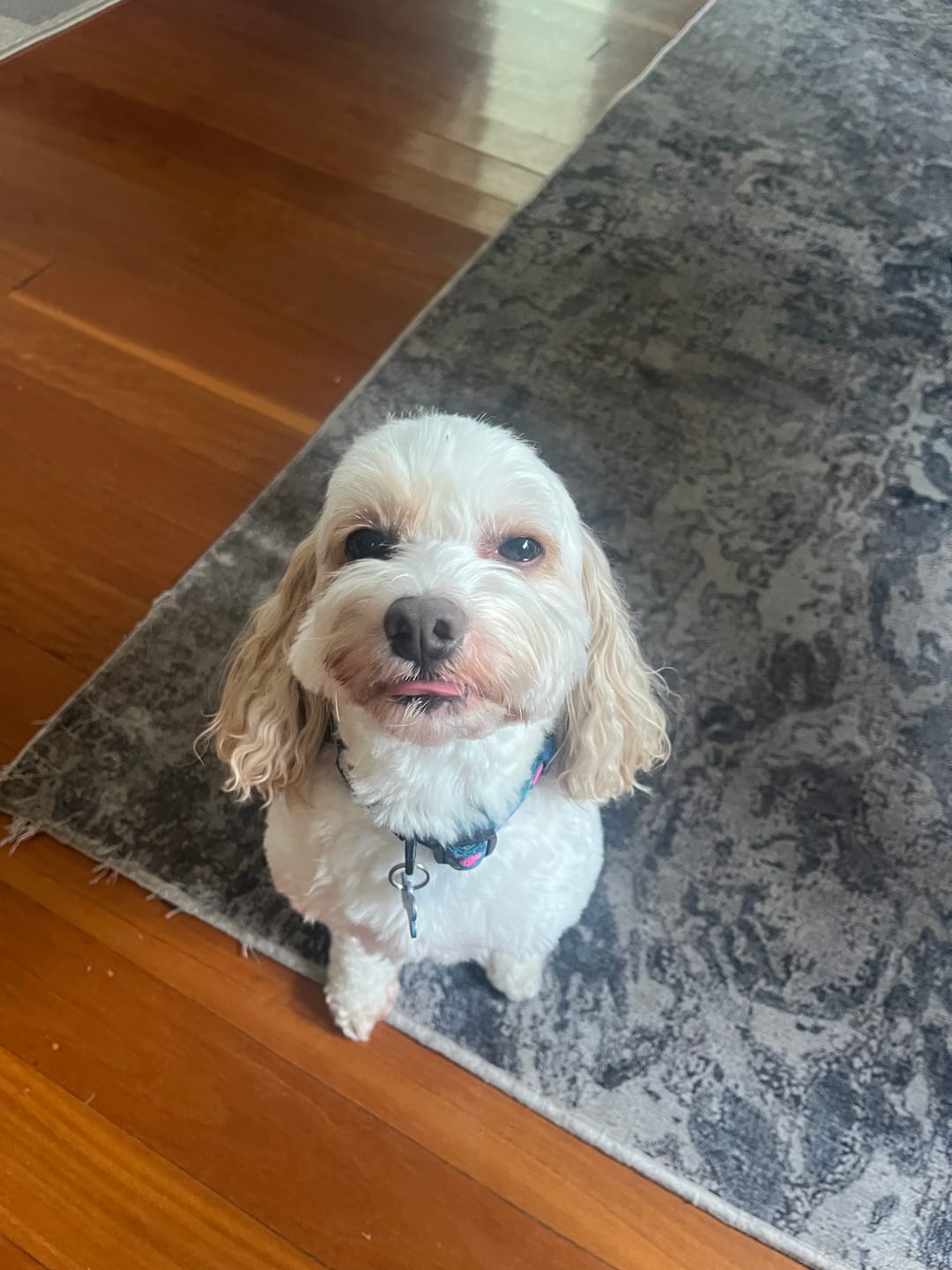 Customer photo review of COLLAR -BUNNINGS TRIP
