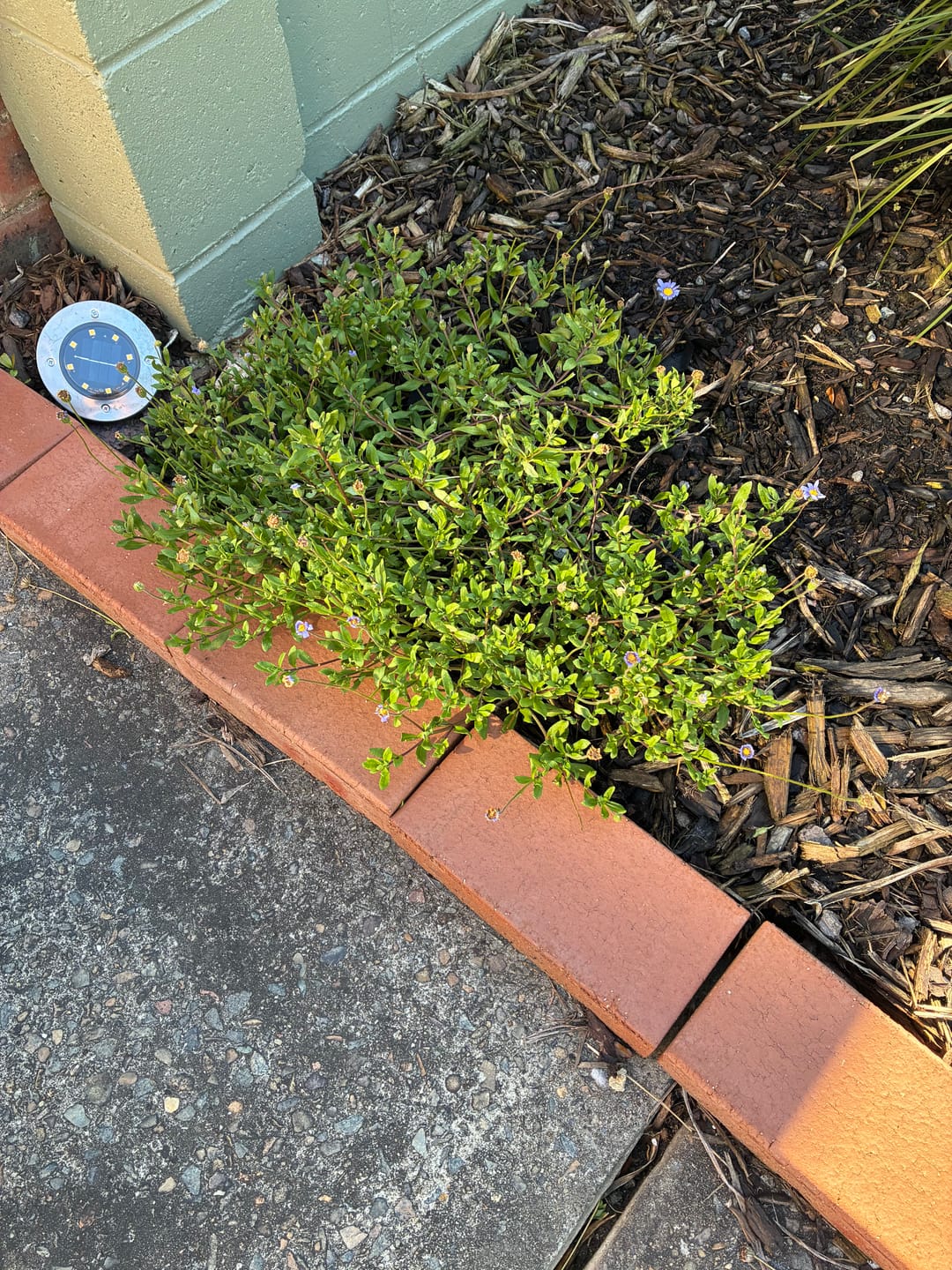 Customer photo review of Blue Daisy Bush- Felicia ‘Mauve Cloud’