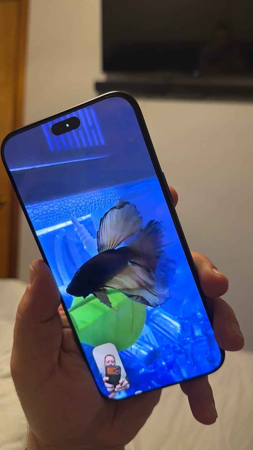 Customer photo review of Rare Halfmoon Platinum Butterfly Betta Fish (Male)