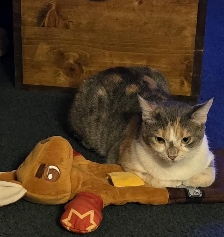 Customer photo review of Boxing Buddies Cat Toy