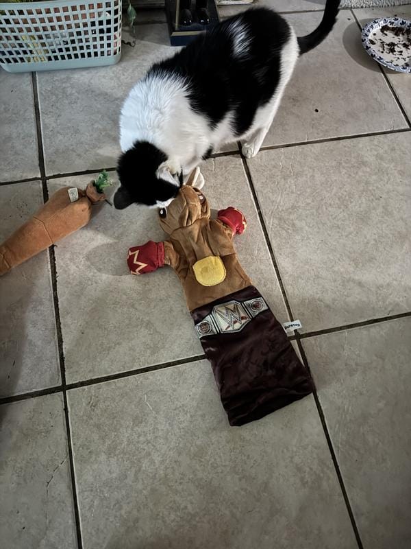 Customer photo review of Boxing Buddies Cat Toy