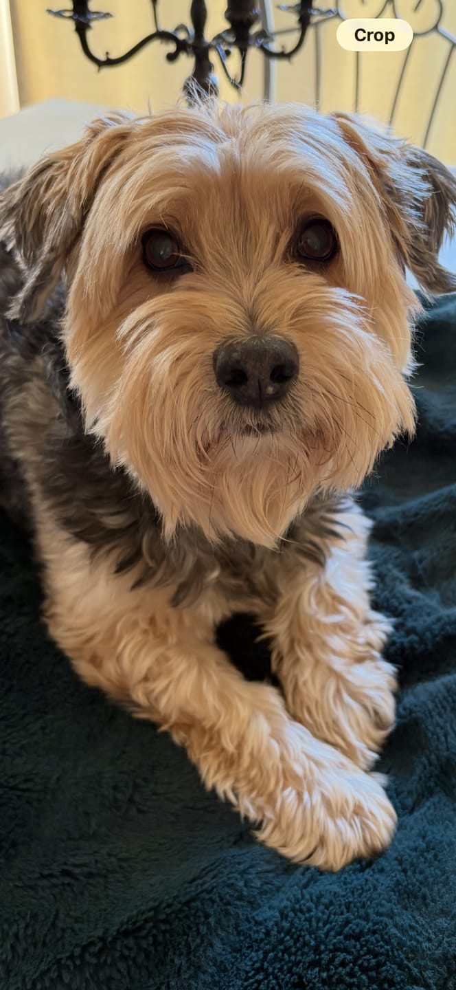 Customer photo review of Buddy Care - Shampoing pour chiens