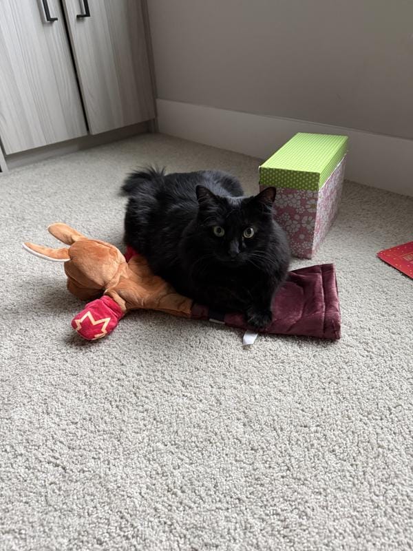 Customer photo review of Boxing Buddies Cat Toy