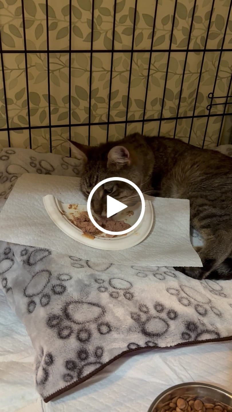 Customer video review of Open Farm - Topper pour Chat