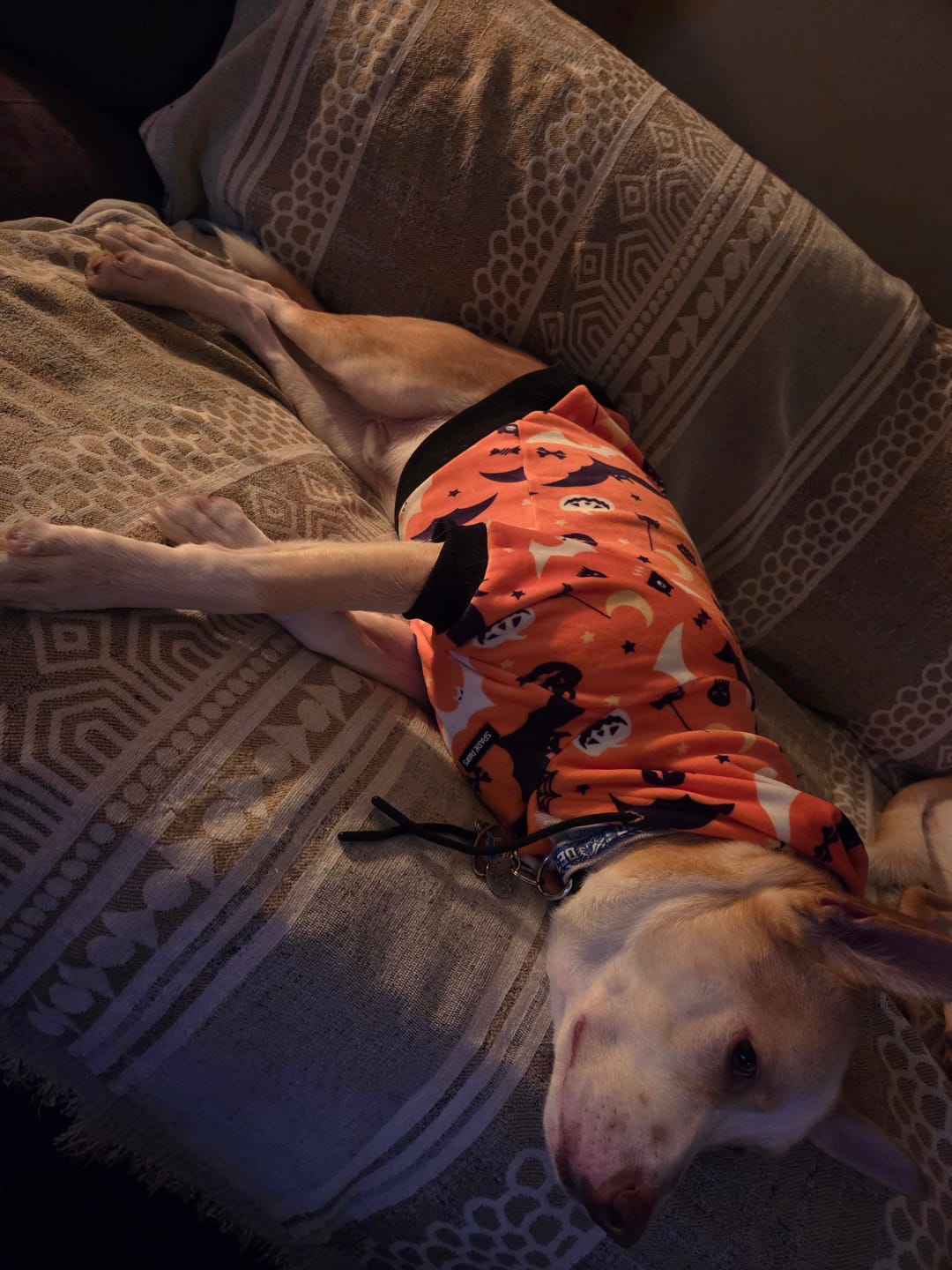 Customer photo review of Calming Fluffy Couch Cover Dog Bed - Beige
