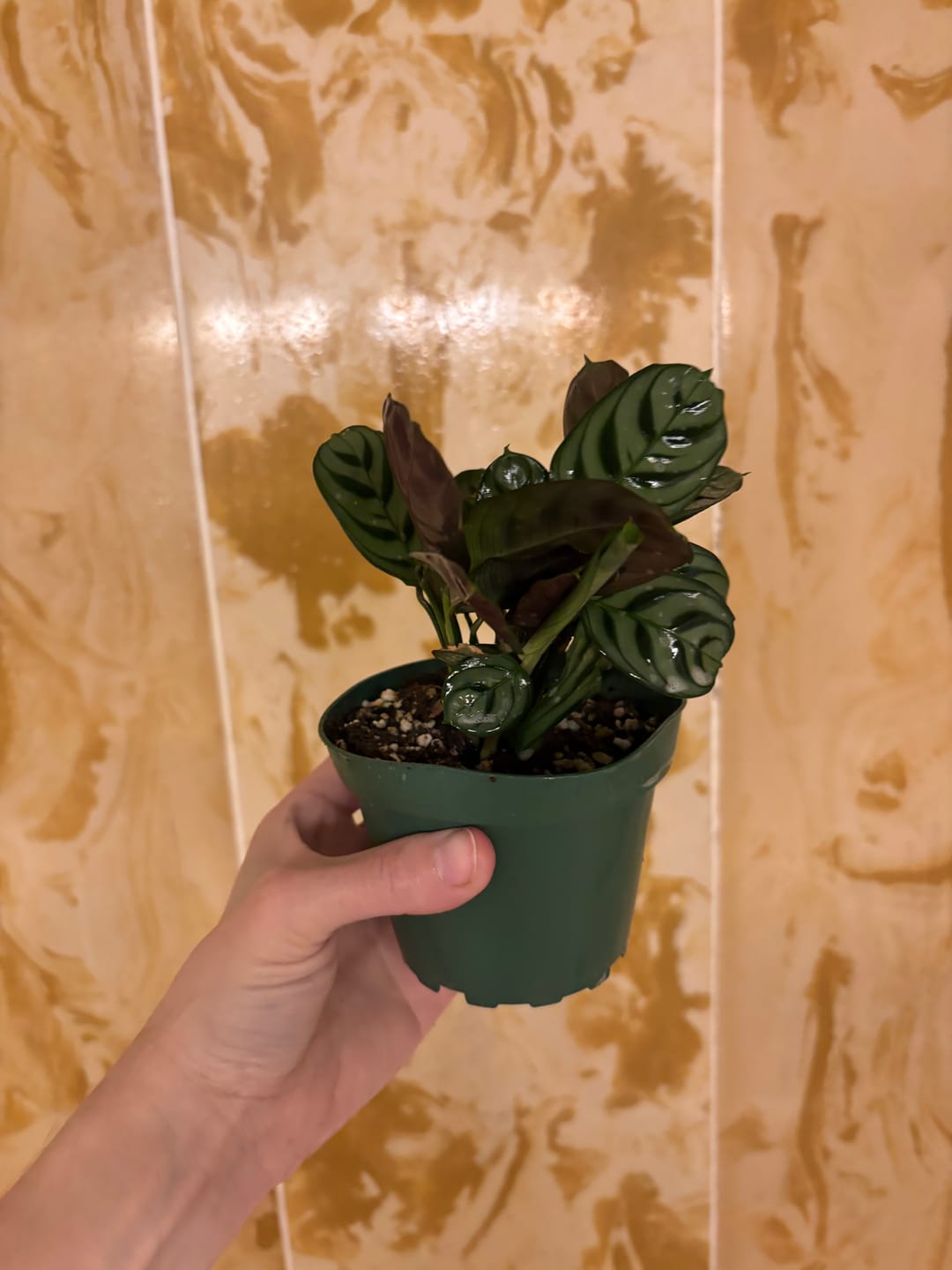 Customer photo review of Ctenanthe burle-marxii