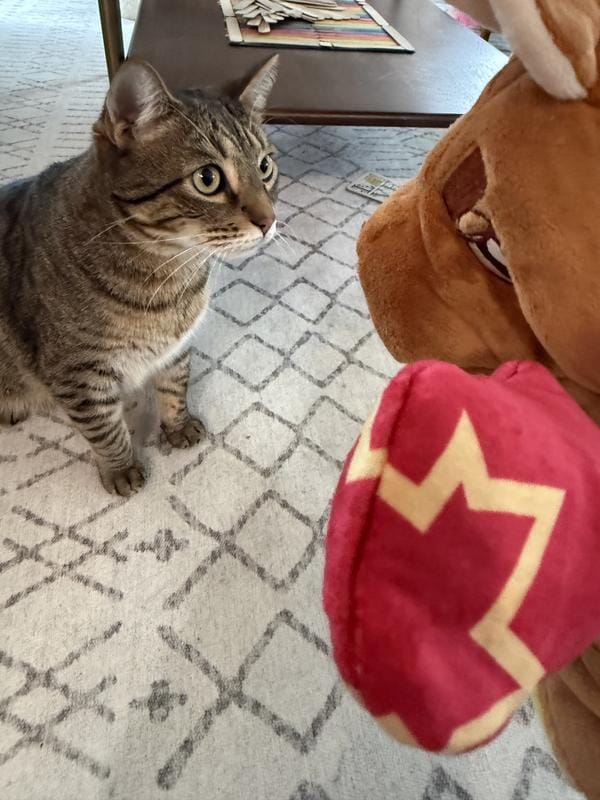 Customer photo review of Boxing Buddies Cat Toy